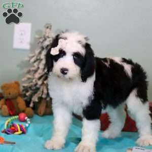 Willa, Sheepadoodle Puppy